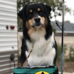 Australian Shepherds and Chesapeake Bay Retrievers from Firestorm Australian Shepherds