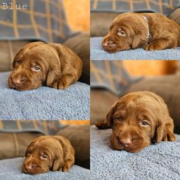 Blue Collar - Chocolate male Labrador Retriever puppy in Boyd, Minnesota from Lindley Labradors