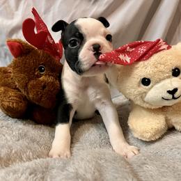 Duke - Black brindle and white male Boston Terrier puppy in London, Kentucky from Puppy Love