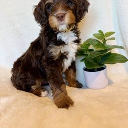 Gru - Brown and white male Bernedoodle puppy in Star, Idaho from Rosie’s Tribe