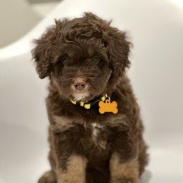 Aussiedoodle and Labradoodle Puppies from McDoodles of Texas