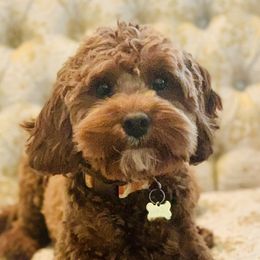 M’Lynn - Cavapoo