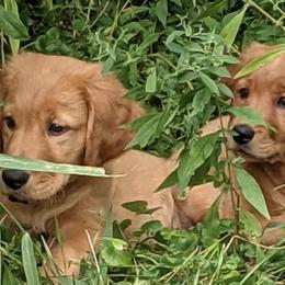 Golden Retrievers from One Golden Moment