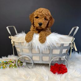 Cedar - Red  Goldendoodle puppy in La Belle, Missouri from I Dream of Doodles