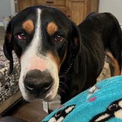 Great Danes and Greater Swiss Mountain Dogs from Debbie's Pups