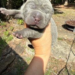 Thing - Blue male Chinese Shar-Pei puppy in Statesville, North Carolina from Red Clay's Chinese Shar-pei