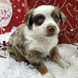NUT Butter - male Toy Australian Shepherd puppy in Viking, Minnesota from Son Shine Farm