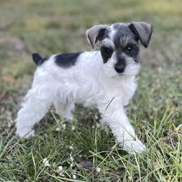 Poky - Parti female Miniature Schnauzer puppy in Anthony, Florida from Amanda Tragash