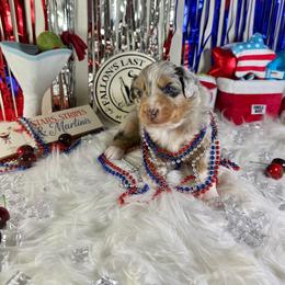 Mai tai - Blue merle female Australian Shepherd puppy in Fredericksburg, Virginia from Cooper Ridge Aussies