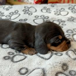 Bean - Black and tan female Dachshund puppy in Karnes County, Texas from Lazzy Z Dachshunds