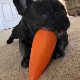 French Bulldog and Rottweiler Puppies from Starkhaus Rottweilers