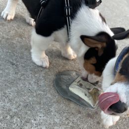Pembroke Welsh Corgis from Roo and The Velvet Paws
