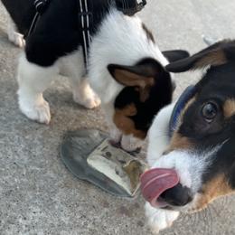Pembroke Welsh Corgis from Roo and The Velvet Paws