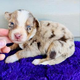 Goose - Red merle male Australian Shepherd puppy in Charlotte, North Carolina from Awesome Aussies