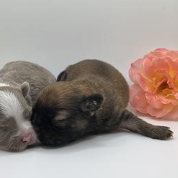 Bracco Italiano and Chihuahua Puppies from Snow Peak Kennel