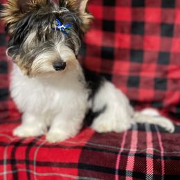 Biewer Terrier Puppies from Southern Star Biewers