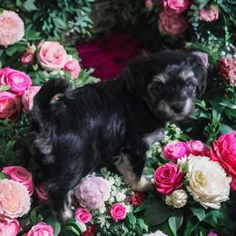 Girl 2 - Black and tan female Cavapoo puppy in Medina, Ohio from Momma's Minis