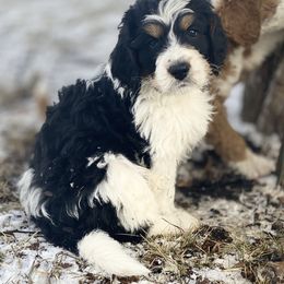 Bernedoodle and Bernese Mountain Dog Puppies from Mountain Top Bernedoodles