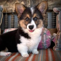 Girl 1 - Black and tan female Pembroke Welsh Corgi puppy in Surprise, Arizona from Ruff and Rowdy Corgis