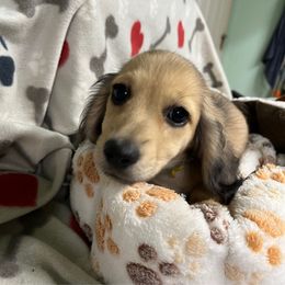 Yellow - Cream male Dachshund puppy in Cumby, Texas from Dog Daze Ranch