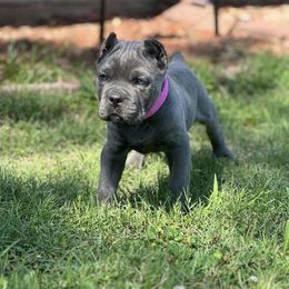 Biewer Terrier, Cane Corso, and Yorkshire Terrier Puppies from Exotic Yorkie Imports & Cessna Cane Corso