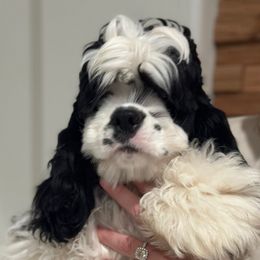 Bronx - Cocker Spaniel