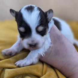 Titan - Tri-color male Bernedoodle puppy in Decatur, Tennessee from Diamond's Doodles