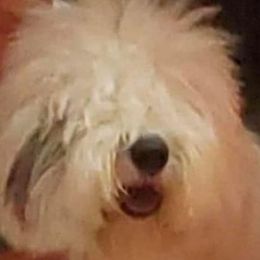 LIZA - Old English Sheepdog