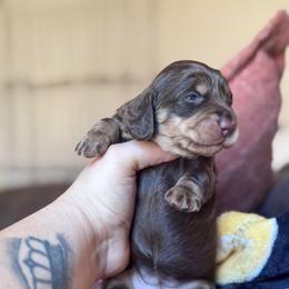 Miranda - Chocolate and tan female Dachshund puppy in Hornbeck, Louisiana from A&Z Mini Dachshunds