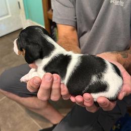 Beags - Piebald male Dachshund puppy in Harrison, Arkansas from Pyatts Doxies