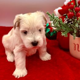 Juliette a red parti - Parti female Miniature Schnauzer puppy in Russell, Kentucky from Marjorie's Simply Schnauzer