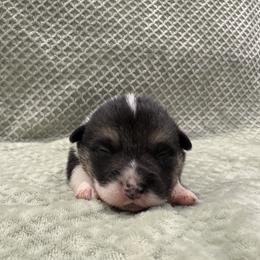 Doc - Black and tan male Pembroke Welsh Corgi puppy in Stephenville, Texas from Rising JM Pembrokes