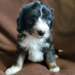 Fozzie - Black and white male Sheepadoodle puppy in Bellevue, Iowa from Fluffy Wonders Poms and Doodles