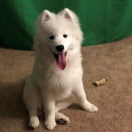Samoyed Puppies from Galaxy Samoyeds
