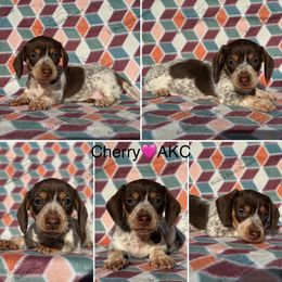 Cherry - Piebald female Dachshund puppy in Gatesville, Texas from Emily’s Doxie Domain