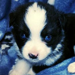 Toy Australian Shepherds from Allemands Alaskan Toy Aussies