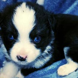 Toy Australian Shepherds from Allemands Alaskan Toy Aussies