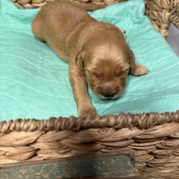 Eve - Golden female Golden Retriever puppy in Sandy, Oregon from Treasured K-9s