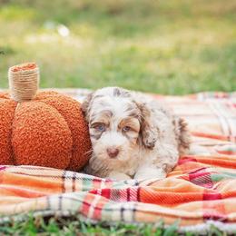 Aussiedoodle Puppies from Dani's Dandy Doodles