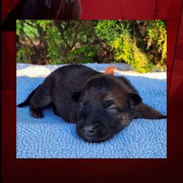 Quill - Red sable male Belgian Malinois puppy in Chino, California from BlueStone K9