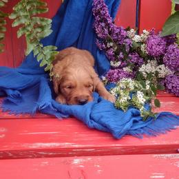 Boy 6 - Golden Retriever puppy in Grand Meadow, Minnesota from Root River Retrievers