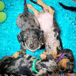 Dachshund Puppies from Gypsy Miniature Dachshunds