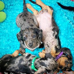 Dachshund Puppies from Gypsy Miniature Dachshunds