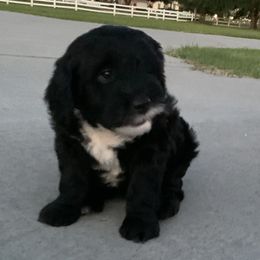 Sheepadoodle Puppies from Riley Grace Puppies