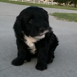 Sheepadoodle Puppies from Riley Grace Puppies