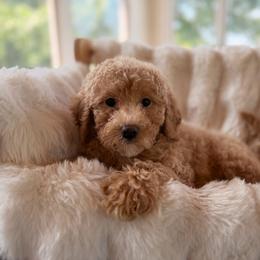 Dippin dots - Apricot female Goldendoodle puppy in North Royalton, Ohio from Johnson's Doodles