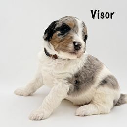 Visor - Merle male Goldendoodle puppy in Milford, Pennsylvania from Doodles Are Golden