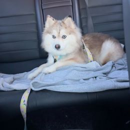 Tori - Pomsky