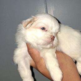 Boy 2 - White male Shih Tzu puppy in Birmingham, Alabama from K&D kennels