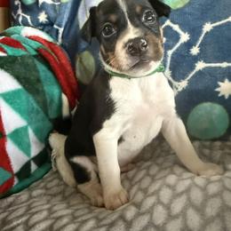 Rat Terrier Puppies from The Puppy Patch Rat Terriers